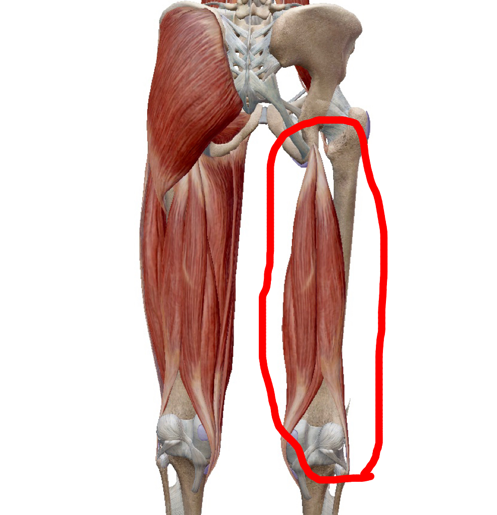 骨盤の歪みの原因は筋肉 ももの裏 ハムストリングス の筋肉が原因の骨盤の歪みが起こす影響とは 井上大雅 Taiga Official Site 心と身体を整えて元氣に