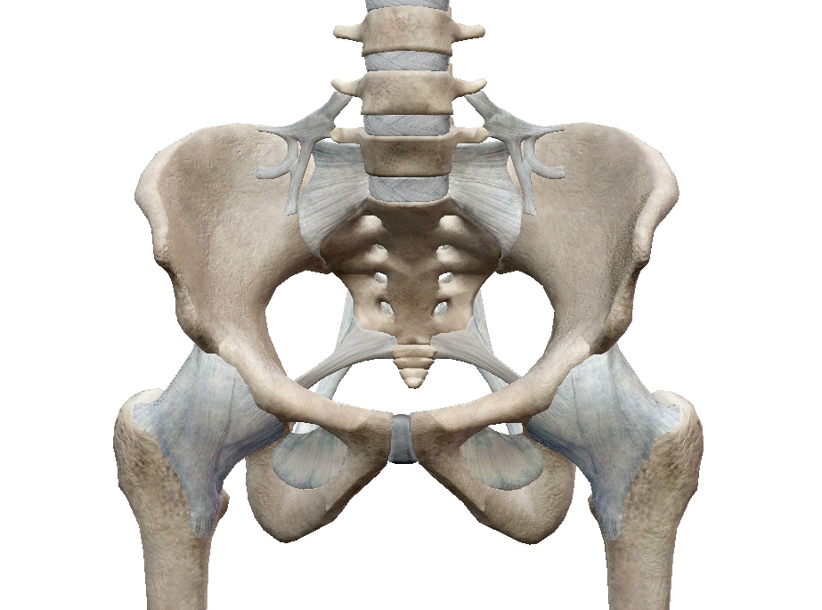 骨盤の歪みの原因は筋肉？ももの前（表）の筋肉が原因の骨盤の歪みが起こす影響とは？