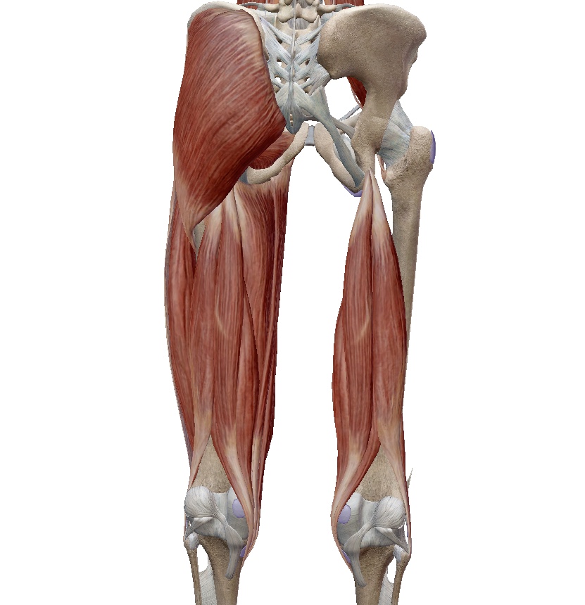 骨盤の歪みの原因は筋肉？ももの裏（ハムストリングス）の筋肉が原因の骨盤の歪みが起こす影響とは？